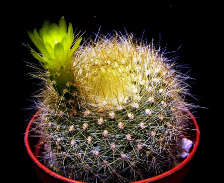 Brasilicactus graessneri var. albisetus Cullmann, Kakteen Sukk., 6: 105, 1955